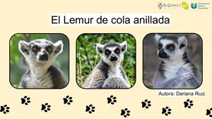 El Lemur De Cola Anillada