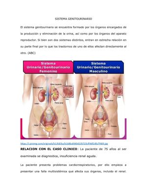 Sistema Genitourinario