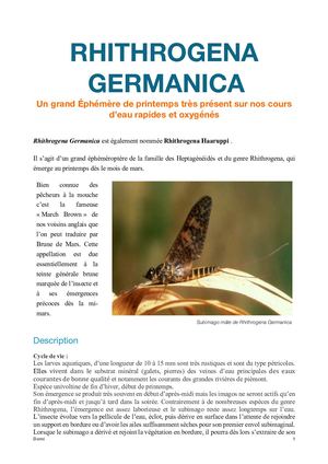 Rhithrogena Germanica