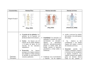 Cuadro Comparativo Grupo