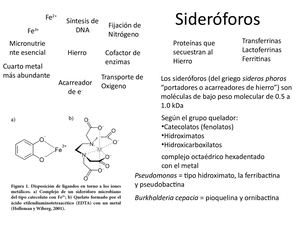 Sideroforos