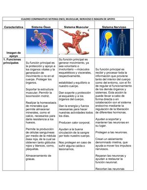Trabajo Morfofisiologia