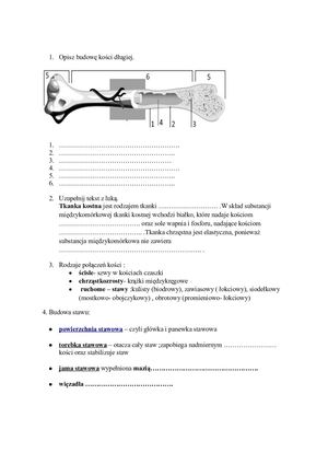 Budowa Kości