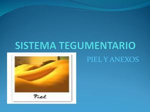Sistema Tegumentario Para Exposicion (2)