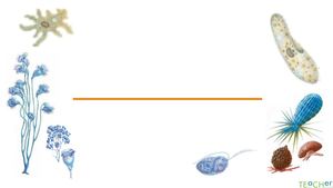 одноклітинні еукариоти.