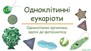 Одноклітинні еукаріоти (евглена, хлорела, хламідомонада).
