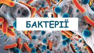 Бактерії Будова та процеси життєдіяльності бактерій