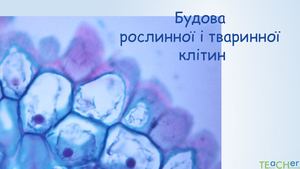 Порівняння будови та функцій рослинної та тваринної клітин