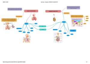 Aparato Digestivo y Respiratorio - Mapa mental