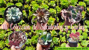 Mi Colección de Suculentas y Cactus