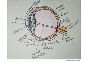 Dibujo y partes del ojo