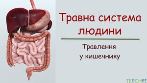 Травлення в кишечнику