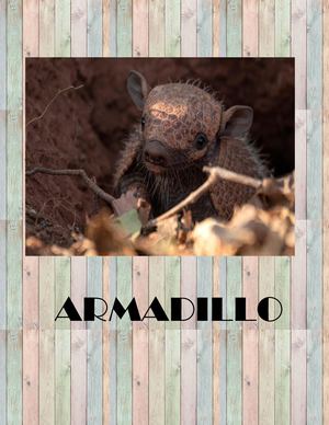 Armadillo