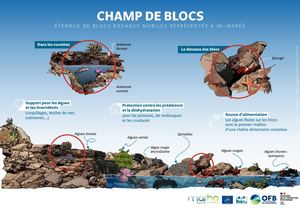 Illustration champs de blocs créée dans le cadre du Life Marha