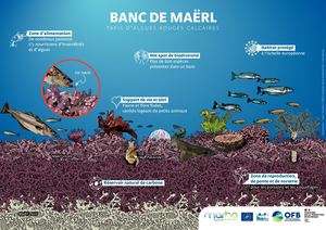 Illustration banc de maërl créée dans le cadre du Life Marha  par Office français de la biodiversité Crédit : Yann Souche / Office français de la biodiversité / Life Marha