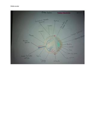 Dibujo del Globo Ocular
