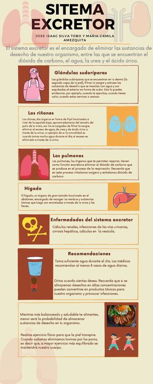 Sistema Excretor (2).