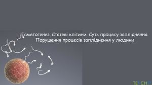 гаметогенез.