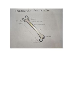 Dibujos Del Sistema ÓSeo Y Muscular