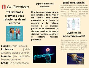 Folleto Sobre El Sistema Nervioso