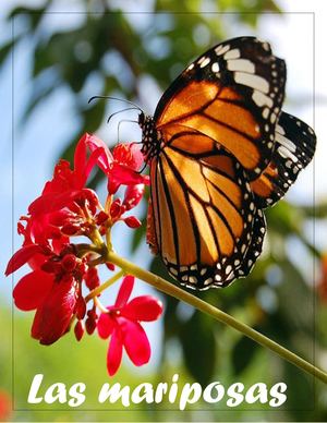 Las Mariposas 1