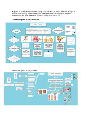 Sistema Endocrino Y Sistema Linfatico