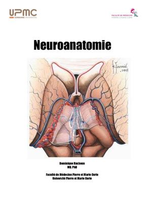 Neuroanatomie
