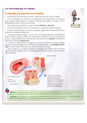 La Absorcion De Nutrientes