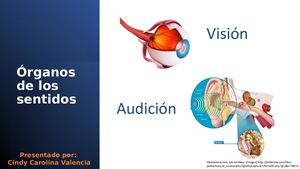 Organos De Los Sentidos