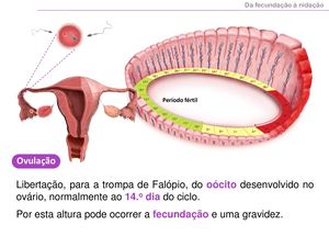 Ovulação Fecundação Nidação