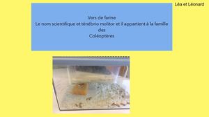 Présentation des élevages