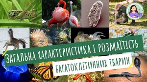 2. Біорізноманіття тварин.