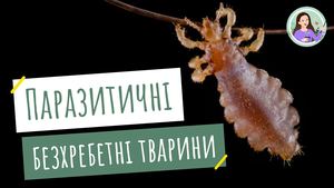 Паразитичні безхребетні
