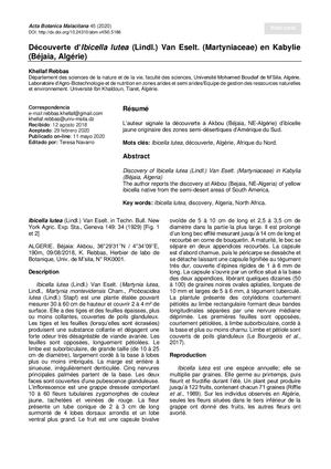 Rebbas Khellaf - Ibicella Lutea Mai2020 Abm