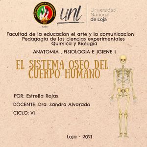 Sistema óseo del cuerpo humano