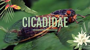 Cicadidae Nicolasm