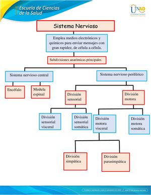 Componente Practico Morfofisiologia Grupo 74