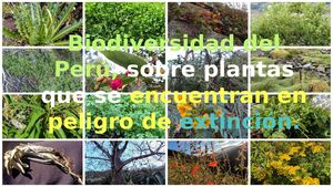 Plantas Que Se Encuentran En Peligro De Extinción 6to H