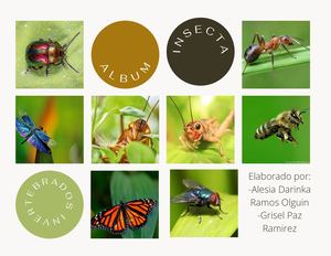 Álbum Insecta