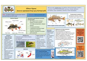 Загальна характеристика класу Кісткові риби