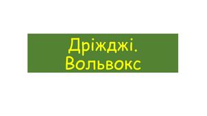 Дріджі Вольвокс