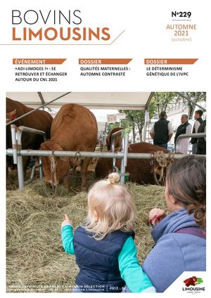 Bovins Limousins 229 / Extrait