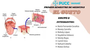Morfofunción-El Gusto
