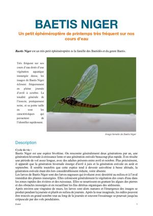 Baetis Niger