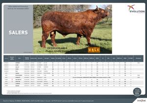 Index Salers  - Novembre 2021