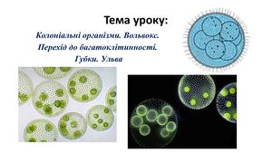 губки ульва вольвокс