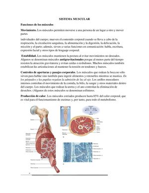 Sistema Muscular Y Sistema óSeo