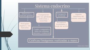 Avances Sistema Endocrino