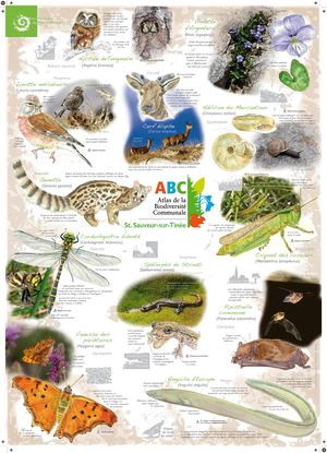 Affiche ABC Saint-Sauveur-sur-Tinée