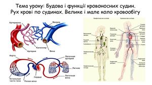 Будова і функції кровоносних судин Рух крові